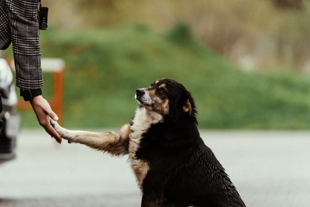 Animais que podem ser domesticados